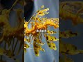 This Sea Dragon’s Disguise Will Blow Your Mind 🤯🐉#shorts #SeaDragon #OceanMysteries #NatureShorts