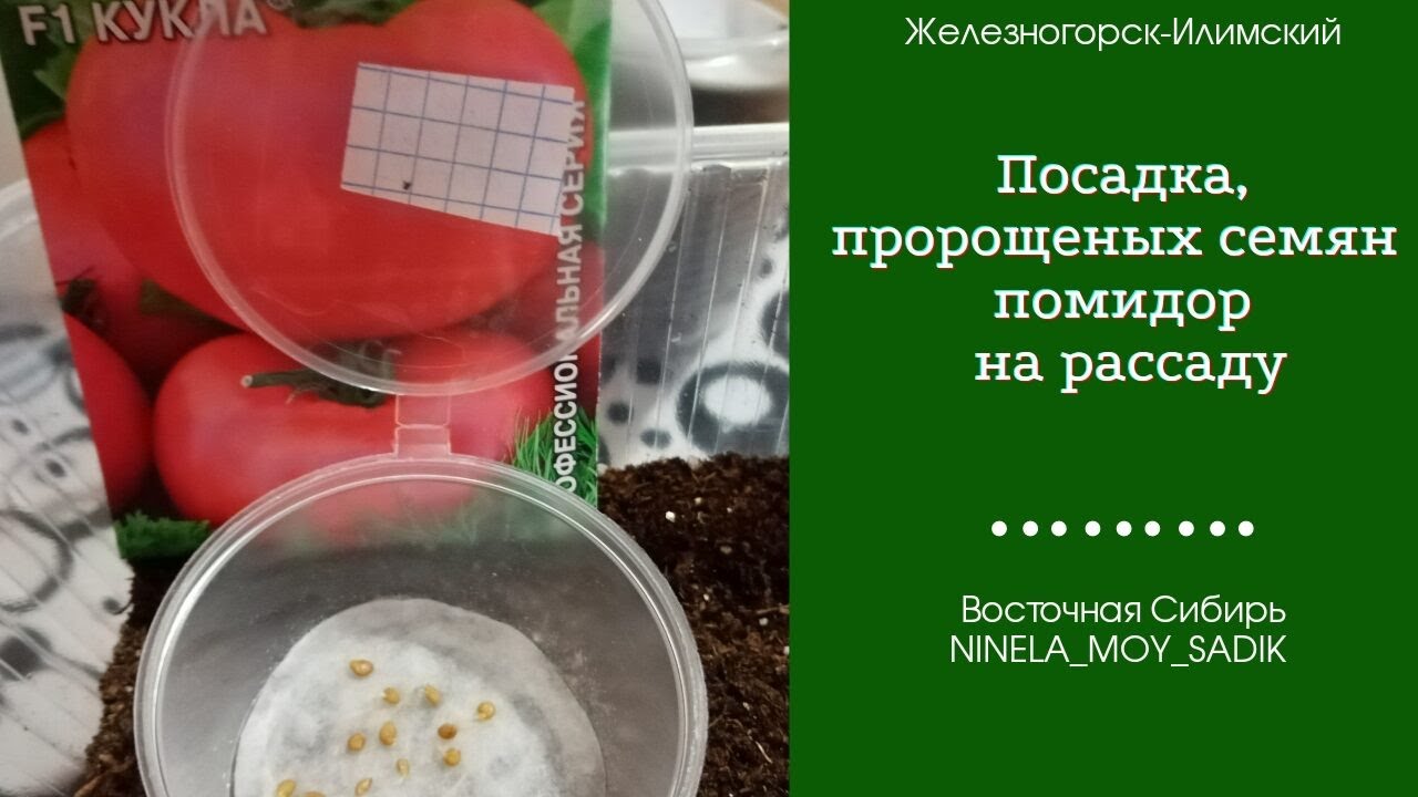 Подготовка помидор к посадке на рассаду семян. Подготовка помидор к посадке на рассаду семян