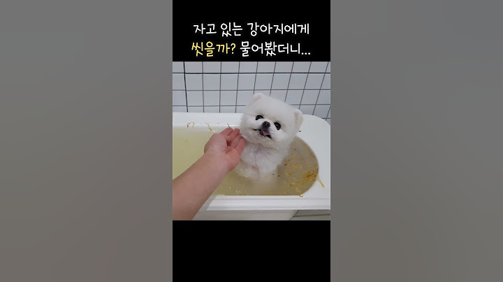 이 영상을 보고 16만명이 루퐁이네를 구독했어요! #포메자진입수