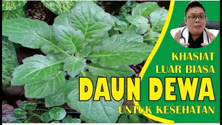 KHASIAT DAUN DEWA UNTUK KESEHATAN YANG HARUS DIKETAHUI