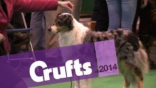 Australian Shepherd | Best of Breed | Crufts 2014