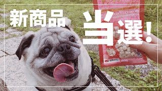 当選！ママクックの新商品に当たったパグ犬小虎 [アラパグ#52]