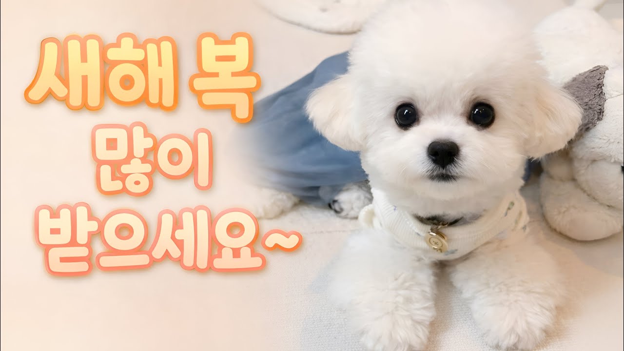 백설날 보내기~🐶