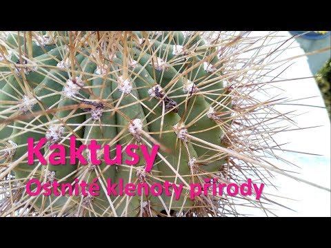 Video: Ako Sa Starať O Kaktusy