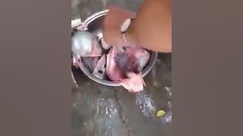 Máy ép xương cá, máy lọc xương cá thác lác, máy tách xương cá làm chả, máy ép cá quả cá nhồng