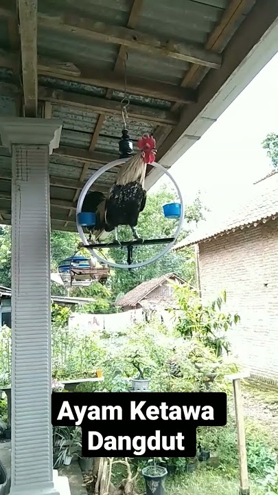 ayam ketawa jenis dangdut suara uni #ayamketawa #ayambahagia