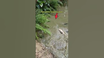 Setrum ikan dasyat lele babon langsung teparrr #nyetrumikan #setrumikan
