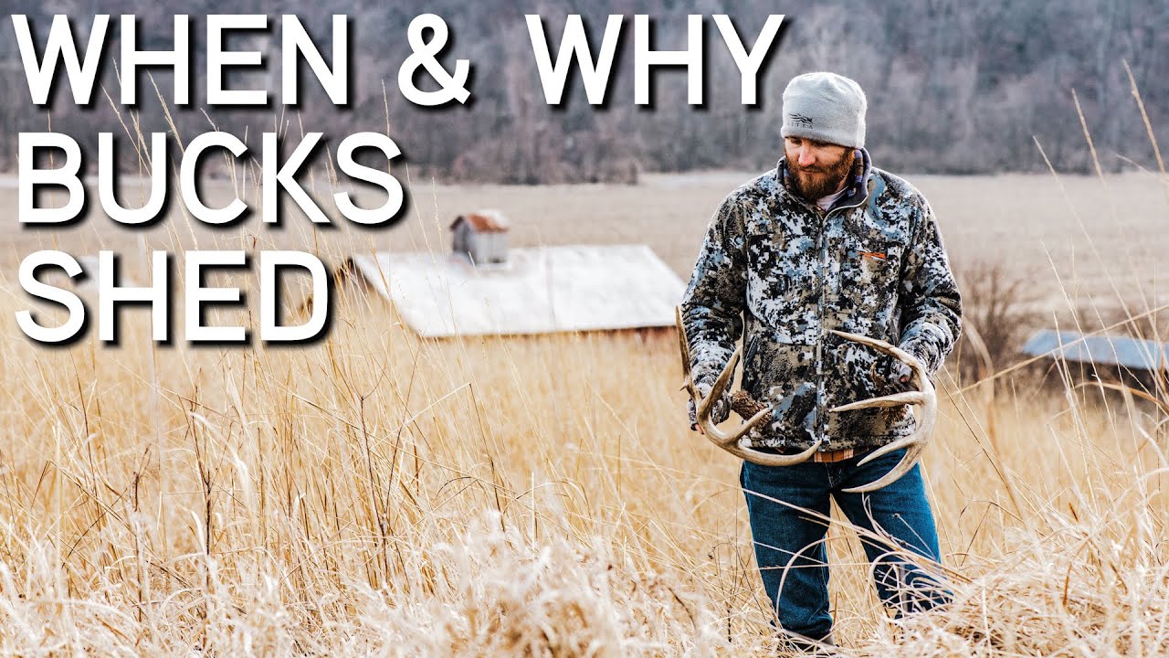 When And Why Bucks Shed Their Antlers | Shed Hunting 2020