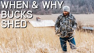 When And Why Bucks Shed Their Antlers  | Shed Hunting 2020