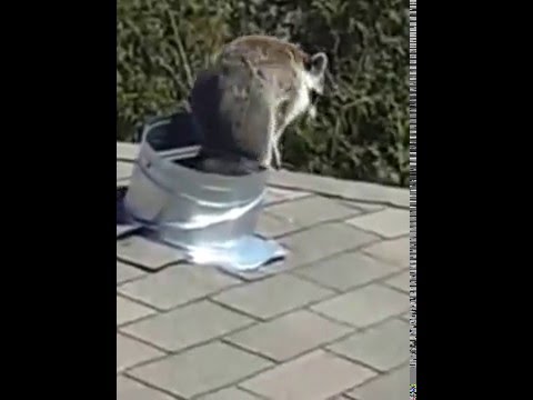 wildlife removal columbus ohio Liddle Rascals Wildlife Control 1