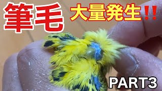 [Parakeet] A large amount of pin feathers occur!!  PART3 (Part 2) ~ pin feather removal ~