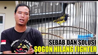 KOK BISA SOGON HILANG FIGHTER??? SEBAB DAN SOLUSI SOGON HILANG FIGHTER