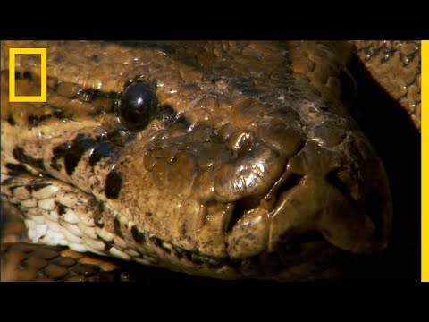 The African rock python can completely engulf its victim.