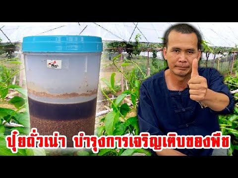 ปุ๋ยถั่วเน่า บำรุงการเจริญเติบโตของพืช