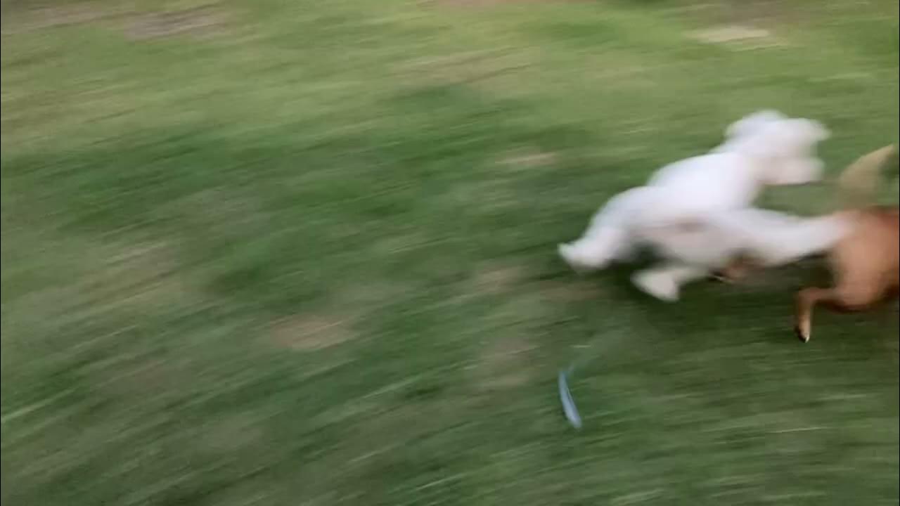 Dog Playing Keep Away YouTube