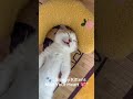 “Too Cute to Handle 🐾 | Sleepy Kittens Melt Your Heart 💖”#shortsvideo #short #shortsviral