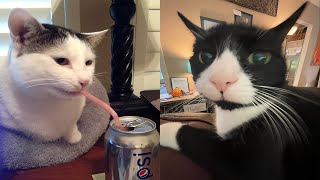 Try Not To Laugh 🤣 New Funny Cats And Dog Video 😹 - Just Cats Part 37