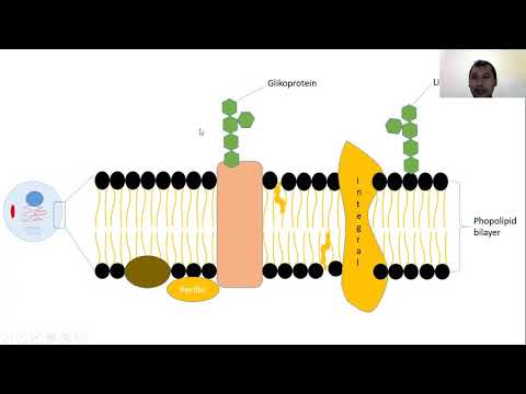 Video: Untuk nama membran sel plasmalemma diberikan oleh?