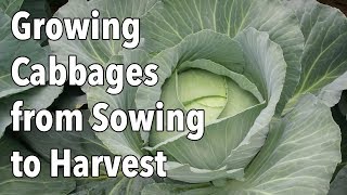 Growing Cabbages from Sowing to Harvest