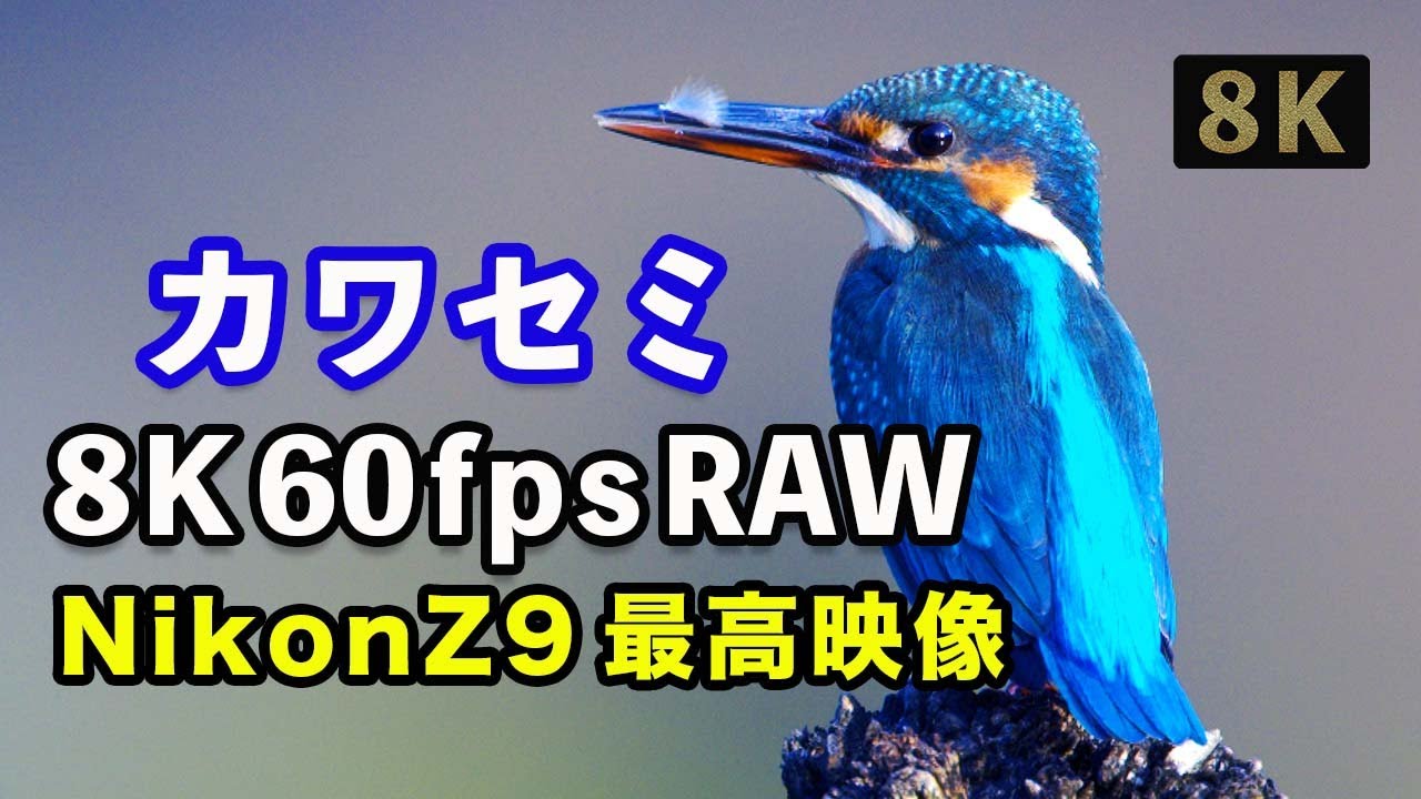 【Nikon Z9 野鳥】「カワセミ(Kingfisher)」の8k映像、Z9の最大の魅力「N-RAW 12-bit 8.3K 60P