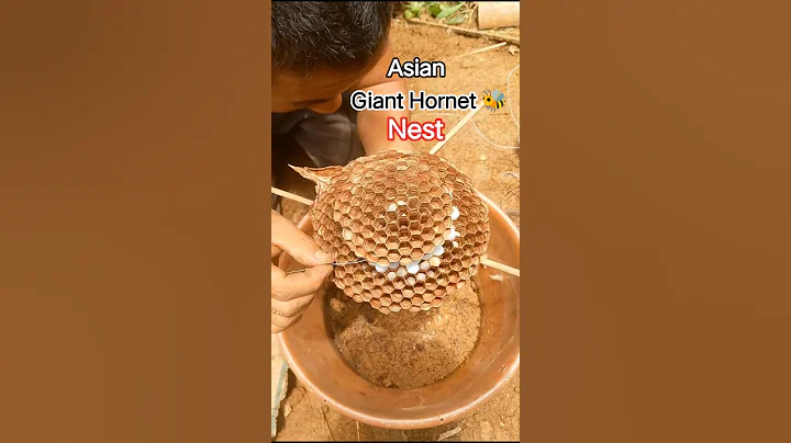 🤩 Asian Giant Hornet 🐝 Nest #shorts #shortsfeed #youtubeshorts