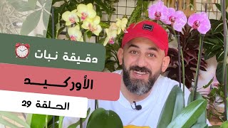 دقيقة نبات |٢٩| طرق العناية بنبات الأوركيد Orchids care - quick tips