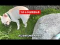 为什么书法家都长寿