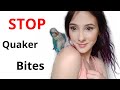 How To STOP Quaker Parrot Biting FOR GOOD!!!! Parrots Biting You Is Not Normal.