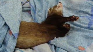 Хорьки спят, а ты что смотришь? Иди тоже спать! Ferrets sleep!