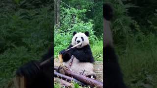 كيف تاكل الباندا (راحه نفسيه)