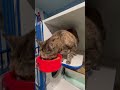 Lola video