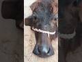 melu#bacchon_ka_😀video #animals #comedymovies #funnycomedy