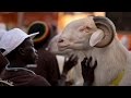 Sheep Beauty Pageant in Senegal