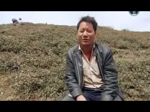 Кордицепс китайский - Новое золото Гималаев (документальный фильм)
