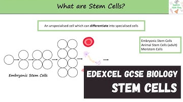 Edexcel GCSE Biology - Stem Cells