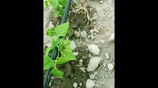 How To Grow Snake Beans With Water Drop - Agri Gears