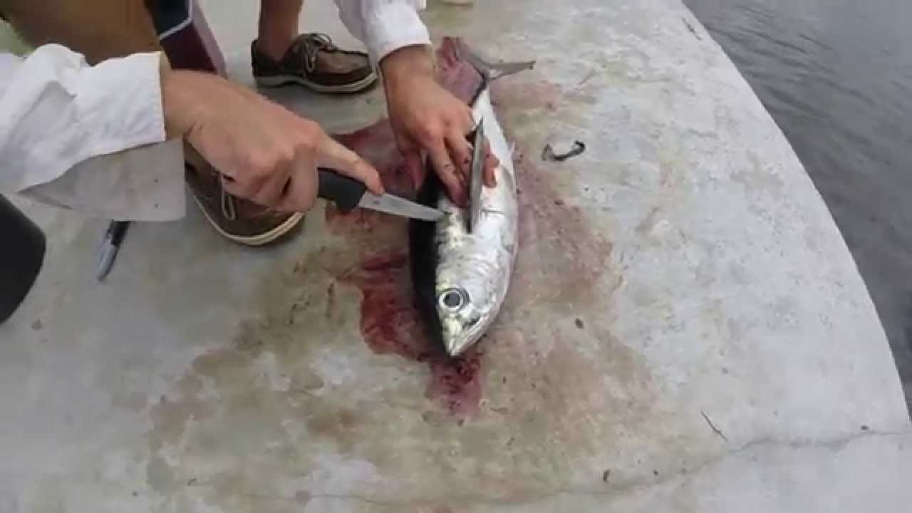 How to properly Fillet a fish - YouTube