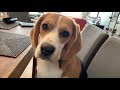 Cute beagle wants my breakfast