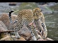 Beautiful Leopard Sighting - Carrying Scrub Hare to Cub