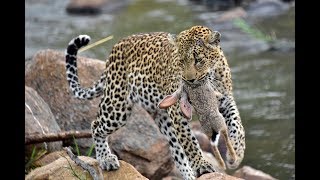 Beautiful Leopard Sighting - Carrying Scrub Hare to Cub