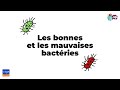 Les bonnes et les mauvaises bactéries