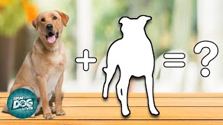 10 Unbelievable Labrador Retriever Crossbreeds