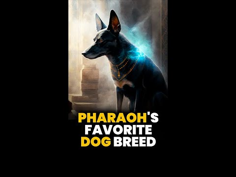 Video: Staroveký egyptský pes mená