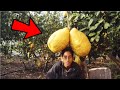 10 Frutas y vegetales mas grandes del mundo