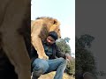 😱 Aggrasive Lion 🦁 Attack😱😱#wildlife #love #shortsvideo