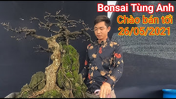 Bonsai mini đẹp lung linh vườn Bonsai Tùng Anh ở Dĩ An Bình Dương