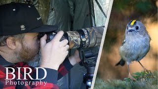 BIRD PHOTOGRAPHY || Tutorial - how to photograph small birds || in the field