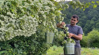 EIN PARADIESREZEPT MIT HEIDELBEERBLÜTEN AUS DEM DORFWALD! ENTSPANNENDES FAMILIENLEBEN AUF DEM LAND