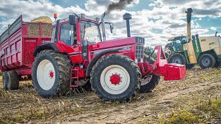 IH 1455XL + CHEVANCE - Ensilage de Maïs / Corn Silage