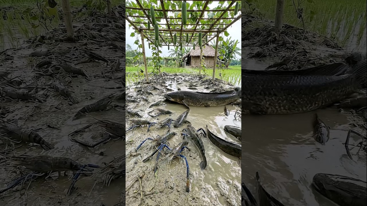 Wow! Amazing Polo Fishing Videos ! Best Big Fish Catching ! Primitive Technique fishing #fish #india